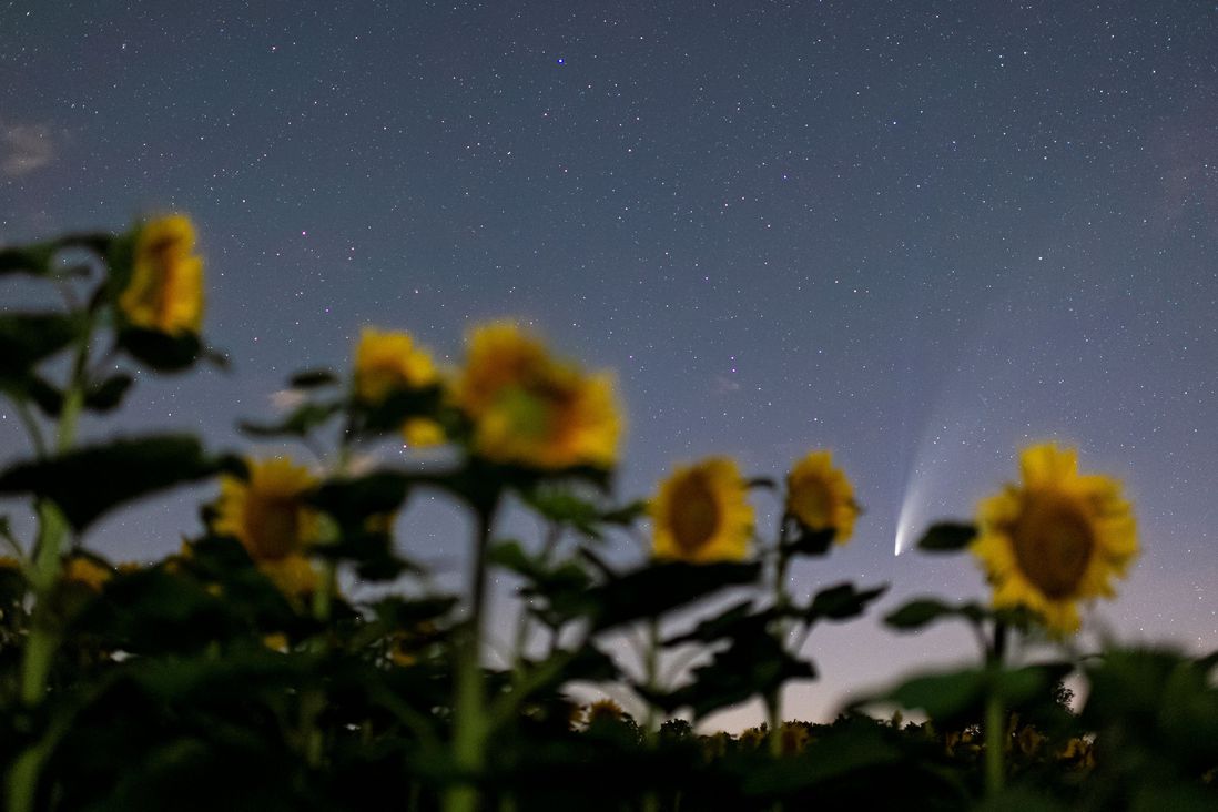 The Comet NEOWISE is seen above a sunflower field near Grafensulz, Austria
